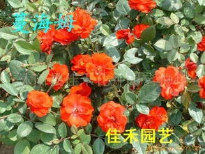 精品月季園全面供應 保鮮快遞與花卉苗木一站式服務